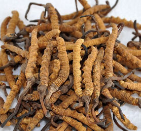 यार्सागुम्बा लुट्ने ७ जना पक्राउ