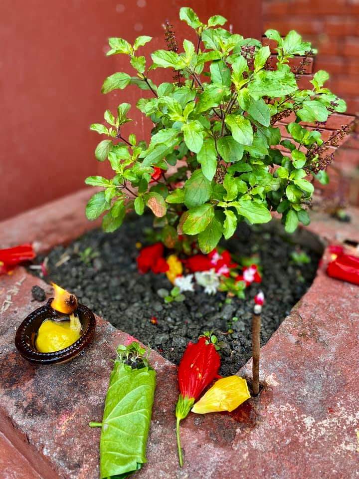 तुलसीको बिरुवा रोपेर हरिशयनी एकादशी मनाईँदै तुलसीको बिरुवा रोपेर हरिशयनी एकादशी मनाईँदै