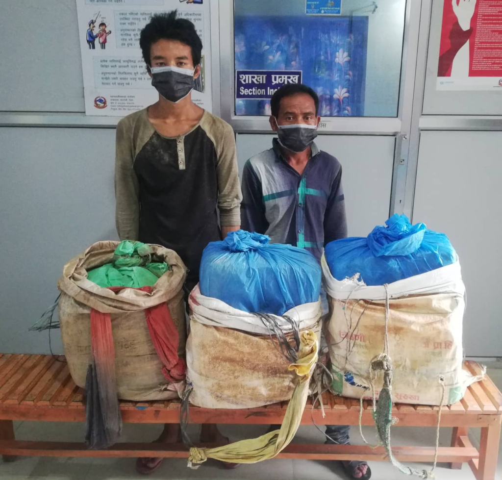 ४० किलो गाँजासहित दुई जना पक्राउ ४० किलो गाँजासहित दुई जना पक्राउ